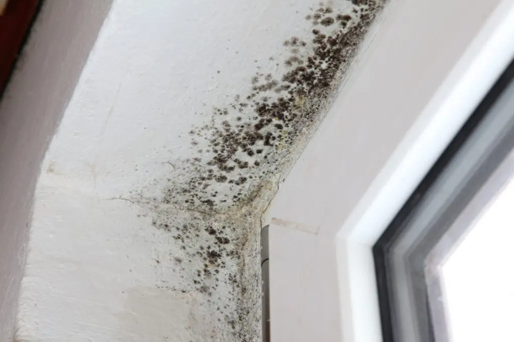 Certified mould remediation team Toronto