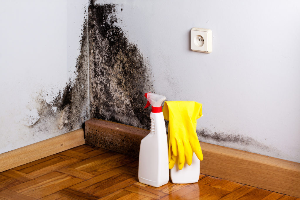 Mould removal remediation GTA property