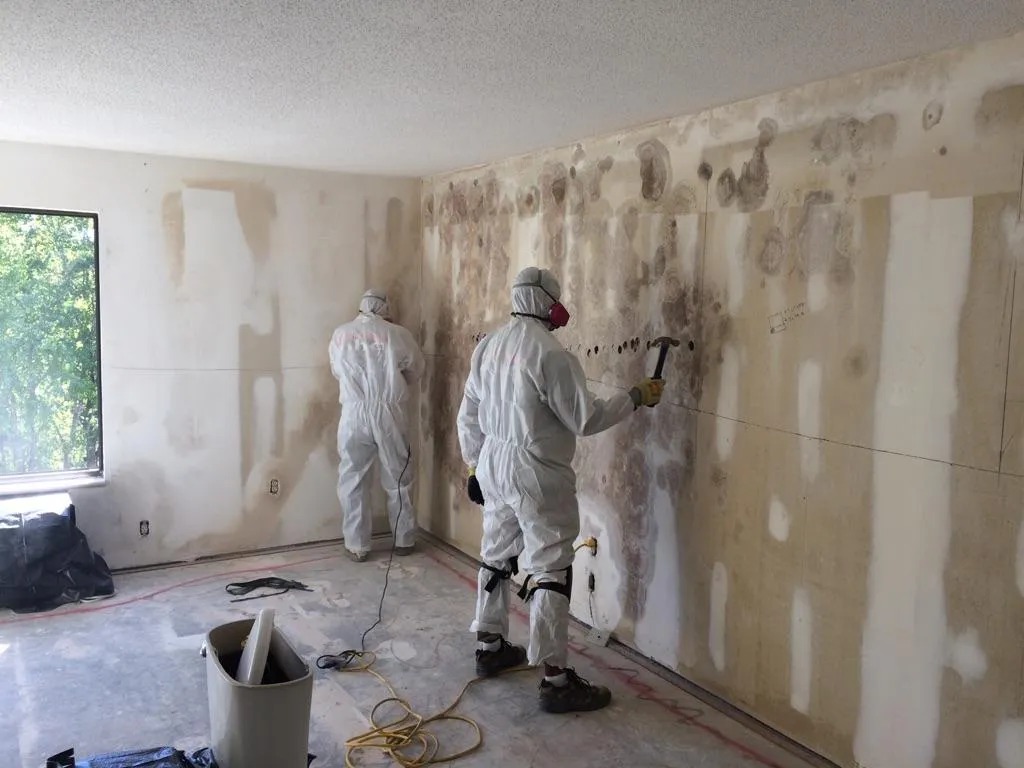 Professional mould inspection in Toronto home